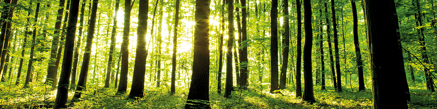 Zonlicht filtert door het weelderige bladerdak van een rustig bos, werpt een warme gloed en creëert een serene, natuurlijke achtergrond.