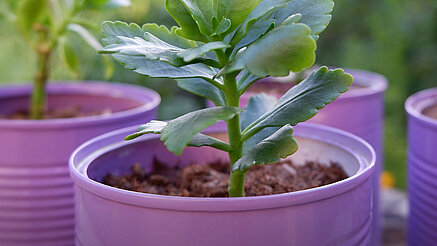 herb garten - To create your very own upcycled herb garden, simply keep a few tin cans or other pots and tubs you‘ve emptied while cooking or eating breakfast. These containers make wonderful recycled planters for growing delicious herbs