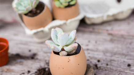 Planted-up eggshells - the little plants in the eggshell look really sweet and are simply perfect to give to your loved ones.