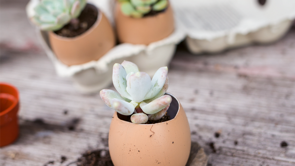 Planted-up eggshells - the little plants in the eggshell look really sweet and are simply perfect to give to your loved ones.