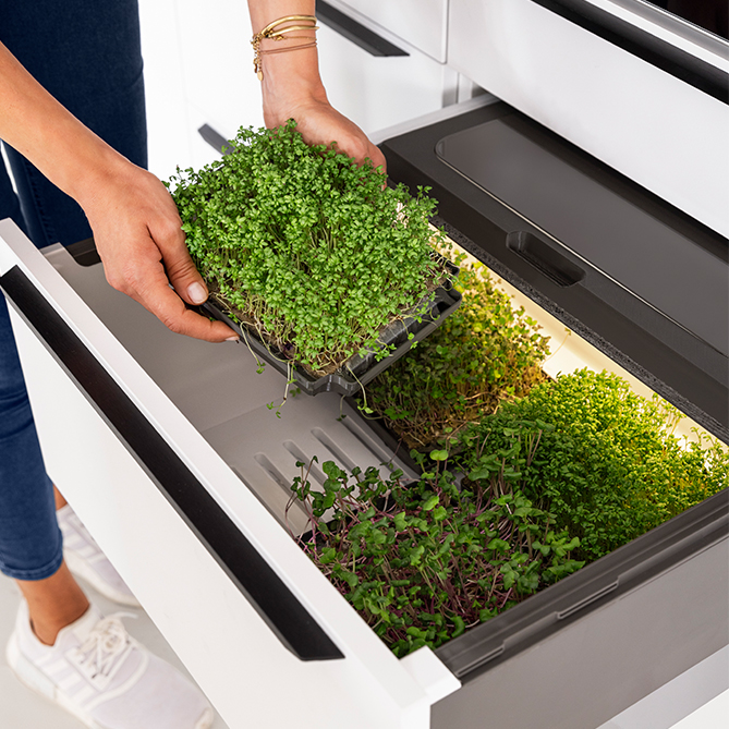 Eine Person zieht eine Schublade einer modernen Küche heraus, in der eine Auswahl frischer Mikrogrüns ordentlich in einem eingebauten Indoor-Gartensystem wachsen.