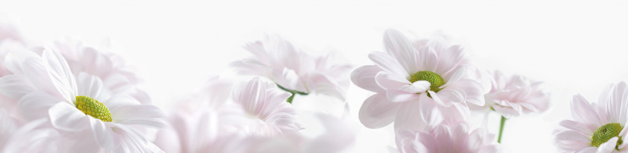 Elegantní bílé sedmikrásky s jemnými okvětními lístky a jemnými zelenými středy kvetou elegantně proti čistému bílému pozadí, vyjadřují čistotu a klid.
