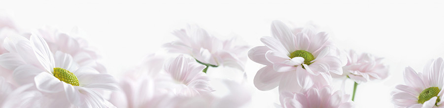 Elegant white daisies with delicate petals and soft green centers bloom gracefully against a clean, white background, conveying purity and serenity.