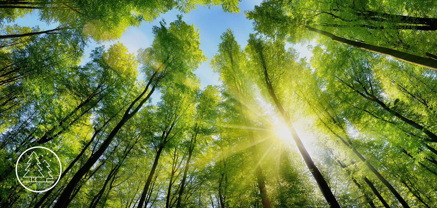 Żywy koronowy las, z promieniami słońca przenikającymi przez liście, podkreślający bujną zielenią i tworzący spokojne, naturalne tło.