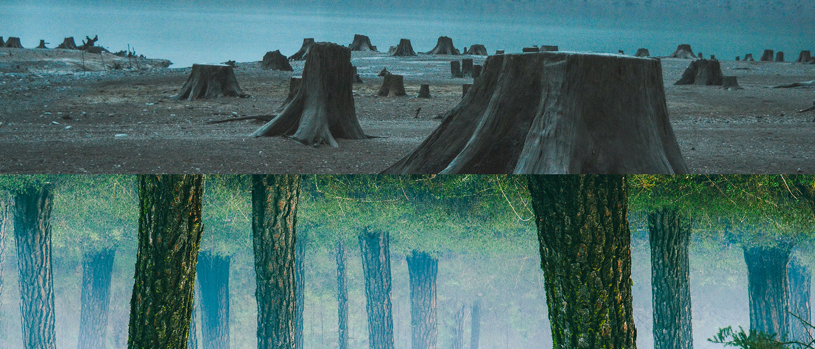 Здоровый лес с зелеными деревьями и мертвый лес с поваленными деревьями